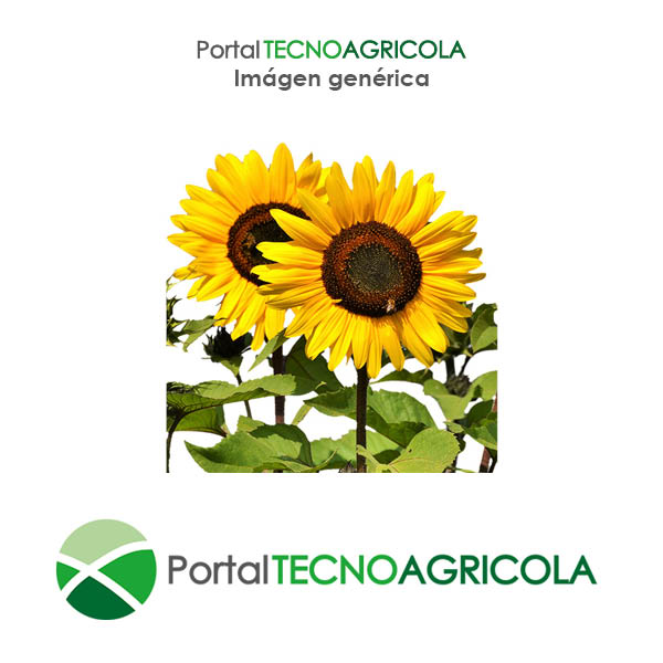 PortalTecnoagrícola - Semillas: P63LE113 España