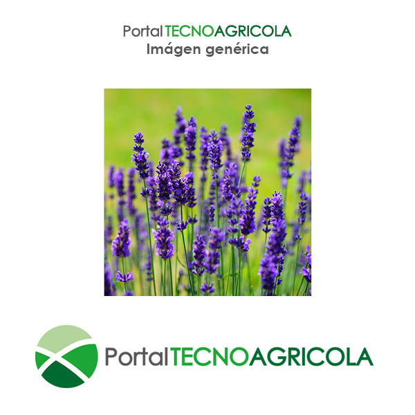 PortalTecnoagrícola - Semillas: LAVANDA España