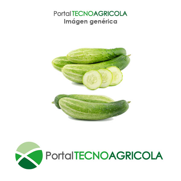 CUCUMBERS - FERVALLE