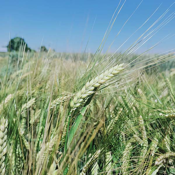 Grano, trigo - blanco duro - 5 libras ~ 40,000 semillas - Triticum aestivum  - Sin OMG, polinizado abierto - Grano de granja y jardín - Almacenamiento